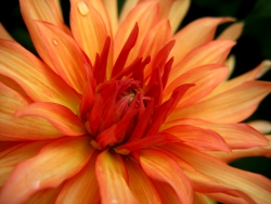 Dahlie