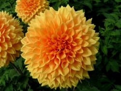 Summer Gold