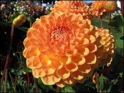Blyton Softer Gleam