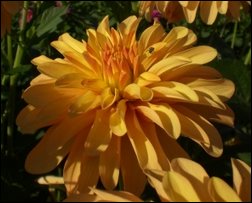 Frau Gertraud Aepfler